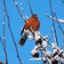 Do Robins Migrate and Fly South in Winter?