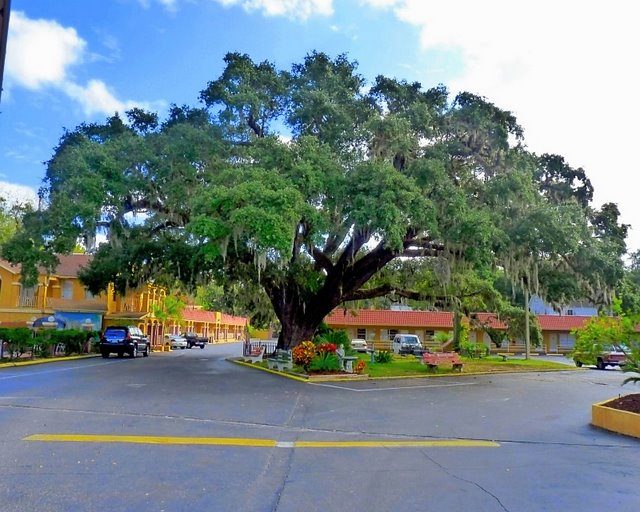 Focus on Natives: Live Oaks and Spanish Moss