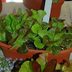 Grow an Indoor Salad Garden