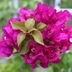 Grow Bougainvillea for Tropical Color in Any Garden