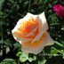 Expert Tips for Planting Bare Root Roses