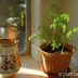 Create an Instant Indoor Garden Using Carrot Tops