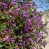 Using Vines as Groundcover