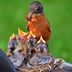 Watch Baby Birds With Nest Cams and in Your Backyard