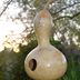 Tips for Growing Birdhouse Gourds