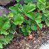 Plant Strawberries for a Sweet, Edible Groundcover