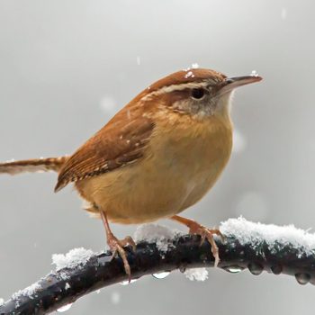 carolina wren call