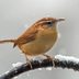 What Does a Carolina Wren Call Sound Like?