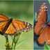 Queen vs Monarch: Butterfly Mimicry