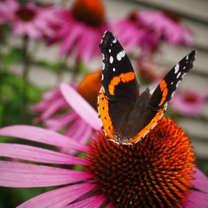 butterfly on coneflower