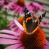 Grow Coneflowers to Attract Butterflies and Birds