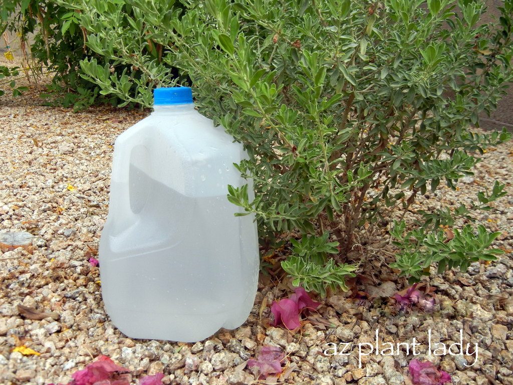 DIY Drip-Water Plants Using Milk Jugs