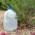 DIY Milk Jug Watering System for Plants