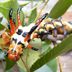 Spooky Nature: Hickory Horned Devil Caterpillar