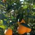 Got Citrus? Learn How and When to Fertilize