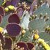 Prickly Pear Cactus: Flowers, Fruit and Shelter