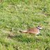 Killdeer Nest and Eggs in a Busy Backyard