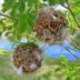 DIY Grapevine Balls for Nesting Birds