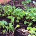 How and When to Thin Vegetable Seedlings