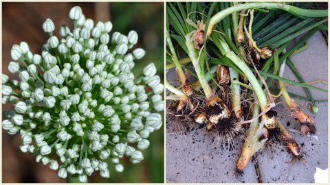 Bloomin’ Onions: Beautiful Flowers of the Allium Family