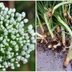 Bloomin' Onions: Beautiful Flowers of the Allium Family