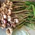 Plant Garlic in Fall by Fruit Trees to Keep Borers Away