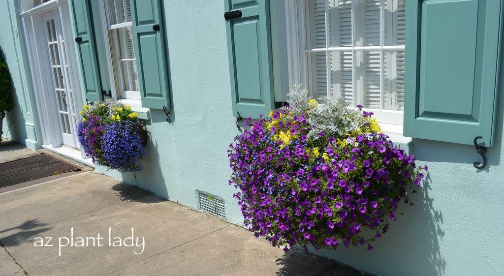 Window Box Planters of Charleston, SC