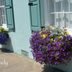 Window Box Planters of Charleston, SC