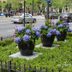 Beautiful Container Plantings Along the Streets of Chicago