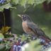 Bird Landscaping: Grow Plants to Help Backyard Birds