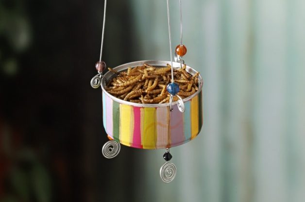 DIY Bird Feeder for Attracting Bluebirds