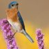 Growing Bird Seed