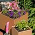 Save Money and Recycle with Cardboard Gardening