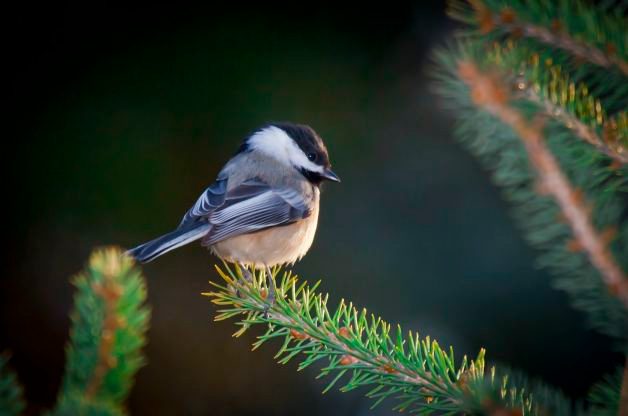 Small Conifer Trees Attract Birds for Food and Shelter