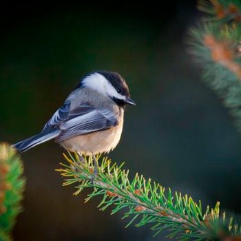 Chickadee in pine tree