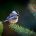 Small Conifer Trees Attract Birds for Food and Shelter