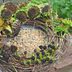 Make a DIY Bird Feeder Wreath