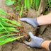 Dividing Perennials: How, When and Why You Should Divide Plants