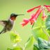 How to Attract Hummingbirds: 10 Expert Tips