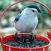 Best Birdseed to Feed Backyard Birds