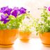 Essential Tips for Overwintering Potted Plants