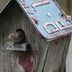 How to Choose the Best Birdhouses to Attract More Birds