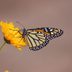 Use This Monarch Migration Map to Track the Epic Journey