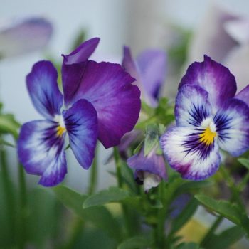 pansy flowers