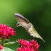 22 Jaw-Dropping Hummingbird Facts