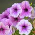 Resilient Flowers: Top 10 Plants You Can't Kill