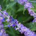 16 Long-Blooming Flowers for Attracting Butterflies and Hummingbirds