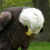 Learn the Story Behind the Rescue of a Special Bald Eagle