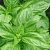 Top 10 Kitchen Garden Herbs to Grow for Cooking