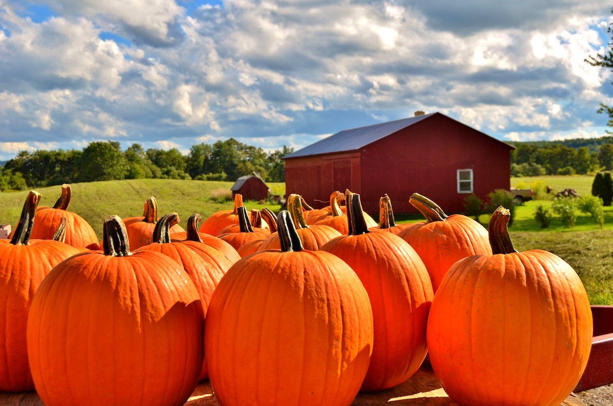 10 Fun Gourd and Pumpkin Facts